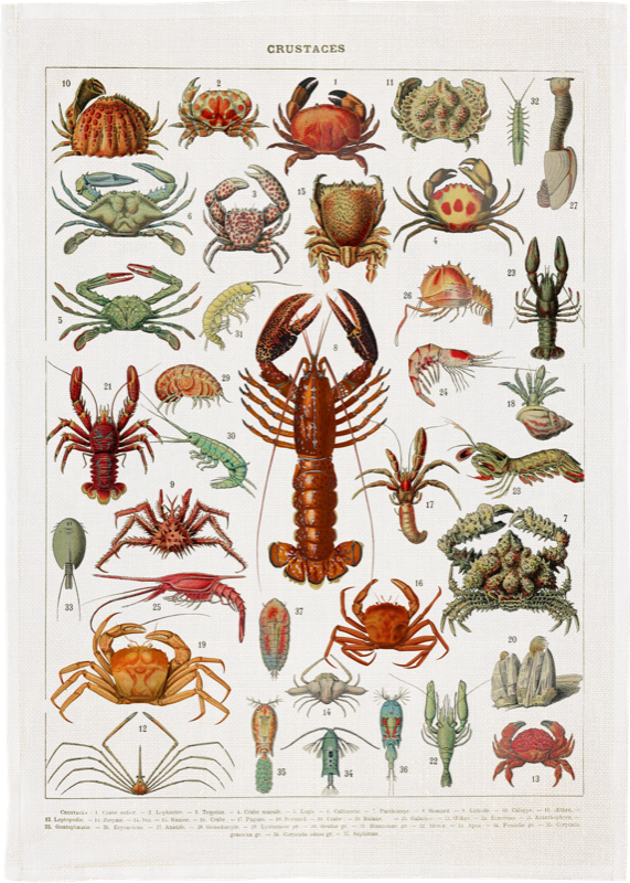 Äyriäiset keittiöpyyhe | Crustaceans – Sköna Ting 50 × 70 cm