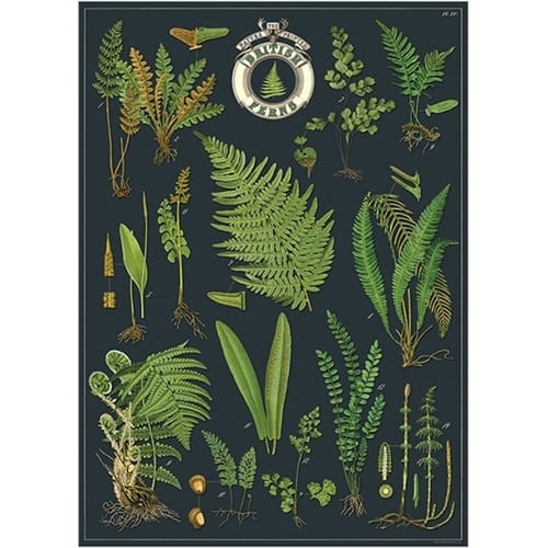 Juliste British Ferns Cavallini & Co.